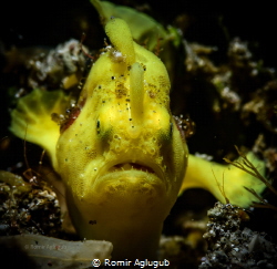 Juvenile yellow frogfish. Anilao, Philippines. Subal ND50... by Romir Aglugub 